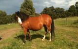 Welsh Mountain Mare on HorseYard.com.au (thumbnail)