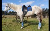 Flashy first cross Andalusian mare on HorseYard.com.au (thumbnail)