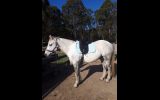 Waler gelding on HorseYard.com.au (thumbnail)