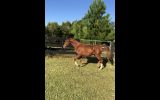 Quality Arabian Gelding  on HorseYard.com.au (thumbnail)