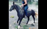Quiet Stock horse gelding  on HorseYard.com.au (thumbnail)