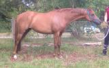 STUNNING riding pony colt on HorseYard.com.au (thumbnail)