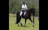 Intro Eventer/80cm SJ on HorseYard.com.au (thumbnail)