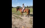 Boss on HorseYard.com.au (thumbnail)
