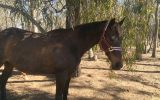 lucky on HorseYard.com.au (thumbnail)