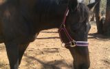 lucky on HorseYard.com.au (thumbnail)
