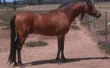 Welsh B Stallion - Registered and Proven Sire - Impeccable Breeding on HorseYard.com.au (thumbnail)