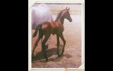 Lovely Arabian Pony on HorseYard.com.au (thumbnail)