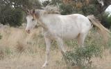Clydie X QH x Paint Filly, pretty as a picture on HorseYard.com.au (thumbnail)