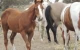 Paint bred colt on HorseYard.com.au (thumbnail)