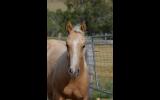 AQHA Palomino Colt on HorseYard.com.au (thumbnail)