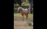 AQHA Palomino Colt on HorseYard.com.au (thumbnail)