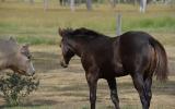 AQHA ASH Colt on HorseYard.com.au (thumbnail)