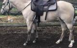 Qh filly on HorseYard.com.au (thumbnail)