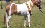 Pinto 3rd Gen Australian Pony Mare on HorseYard.com.au (thumbnail)