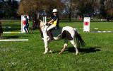 Incredabelle, Reg part-bred, been there done that taught lots of kids to ride! on HorseYard.com.au (thumbnail)