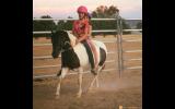 Incredabelle, Reg part-bred, been there done that taught lots of kids to ride! on HorseYard.com.au (thumbnail)
