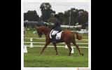 14.3hh 9yo Registered Riding Pony All-rounder performance pony on HorseYard.com.au (thumbnail)