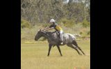 15hh Appy Mare 18yo on HorseYard.com.au (thumbnail)