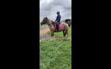 Beautiful PHHA Registered Paint Mare (SOLD PENDING PAYMENT) on HorseYard.com.au (thumbnail)
