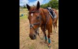 Lovely mare - suit jumping/eventing on HorseYard.com.au (thumbnail)
