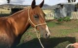 Quarter horse mare on HorseYard.com.au (thumbnail)