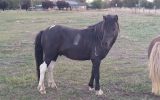 Miniature Horse Stallion on HorseYard.com.au (thumbnail)