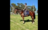 HUGE MOVING OTTB GELDING  on HorseYard.com.au (thumbnail)