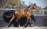 Stunning Anglo Filly  on HorseYard.com.au (thumbnail)