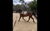 Potential Plus on HorseYard.com.au (thumbnail)