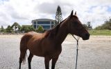 True Gentleman on HorseYard.com.au (thumbnail)