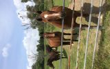 Clydesdale X Quarter Horse Meet Nugget on HorseYard.com.au (thumbnail)