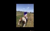 Quiet paint pony on HorseYard.com.au (thumbnail)