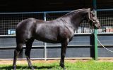Black QH mare  on HorseYard.com.au (thumbnail)