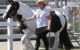 Gypsy Cob & Drum Horse Dispersal  on HorseYard.com.au (thumbnail)