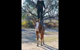 Apache Quiet ASH X QH GELDING  on HorseYard.com.au (thumbnail)