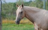 Stunning Cremello Filly on HorseYard.com.au (thumbnail)