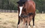 Welsh C Broodmare with Foal at Foot on HorseYard.com.au (thumbnail)