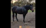 OTT Mare Giveaway on HorseYard.com.au (thumbnail)