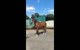 thoroughbred 6yo mare  on HorseYard.com.au (thumbnail)