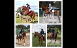 All rounder 16hh for Novice rider  on HorseYard.com.au (thumbnail)