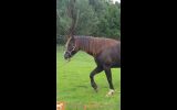 Clydesdale (Clydie) x Warmblood (Wb) x Shire mare on HorseYard.com.au (thumbnail)