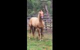Palomino QH gelding on HorseYard.com.au (thumbnail)