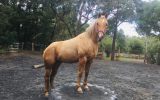 Palomino QH gelding on HorseYard.com.au (thumbnail)