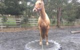 Palomino QH gelding on HorseYard.com.au (thumbnail)