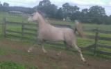 Purebred Arabian Colt on HorseYard.com.au (thumbnail)