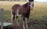Reg Paint mare in foal to Palomino QH on HorseYard.com.au (thumbnail)