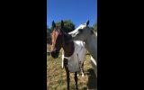 Thoroughbred Mare on HorseYard.com.au (thumbnail)