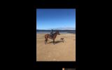 Thoroughbred Mare on HorseYard.com.au (thumbnail)