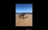 Thoroughbred Mare on HorseYard.com.au (thumbnail)